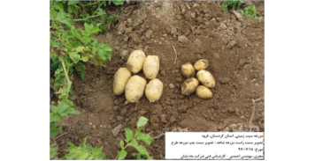 مزرعه سیب زمینی، قروه